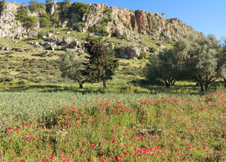 Terrain titré constructible 464m2