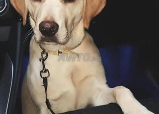 Labrador chien