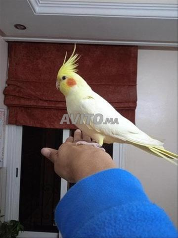 salam j jai bebe calopsitte bien drisse bon sante 