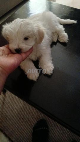 chiot bichon maltais race pure