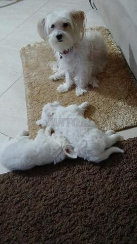 chiot bichon maltais race pure - 2