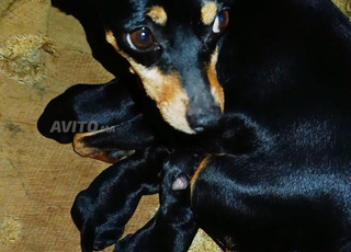 Bébés pinscher nain de pure race pedigree 