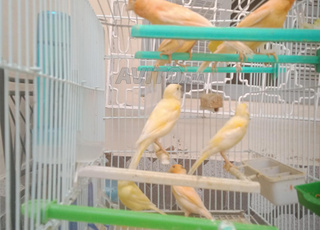 طيور الكنار نوع مزيك