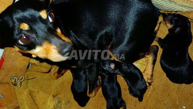 Bébés pinscher nain de pure race pedigree  - 2
