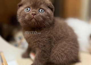 Scottish chocolate disponible