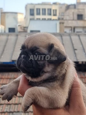 carlin chiot