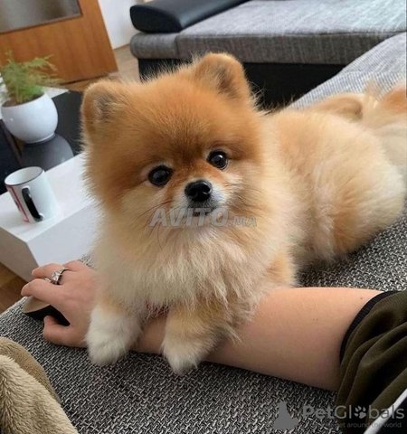 pomeranian
