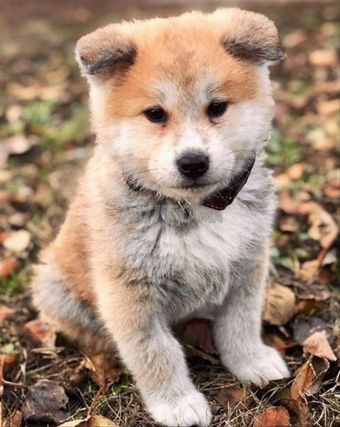   akita inu