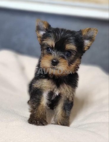 Yorkshire chiot