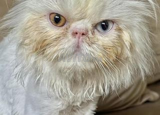 Un Chat  mâle Persan avec passeport