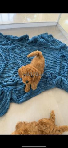 Poodle Toy de race pure 