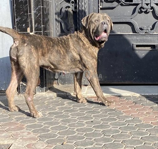 femelle cane corso