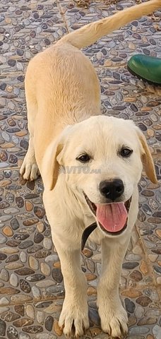 labrador retriever