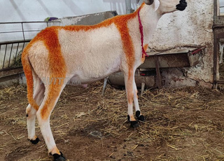 .مرحبا بكم في ضيعتنا الصردي  البرݣي و الماعز