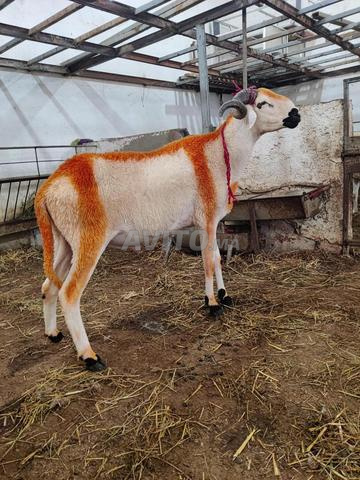 .مرحبا بكم في ضيعتنا الصردي  البرݣي و الماعز