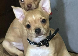  chiots chihuahua a vendre 