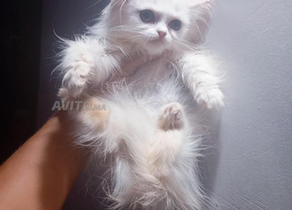 top chaton persan femelle 