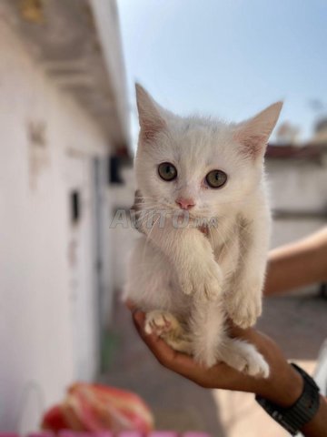 chatons angora Turc 