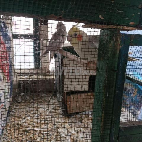 couple calopsitte productif. ازواج طيور الحب ة 