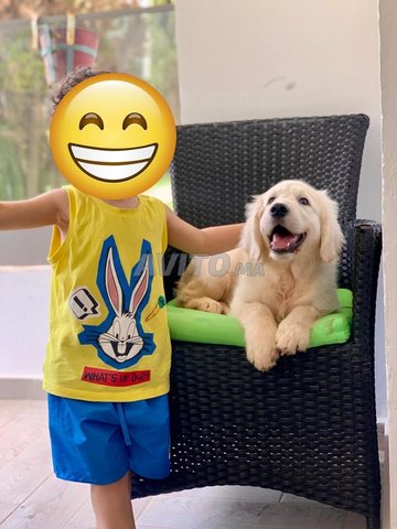 Labrador Golden Retriever Pur Race vaccines