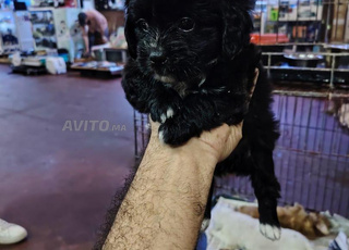 كنيش بيشون عمر شهرين