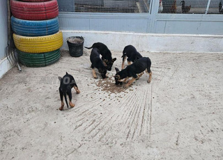 Berger allemand pedigree