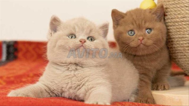 chaton british fold 