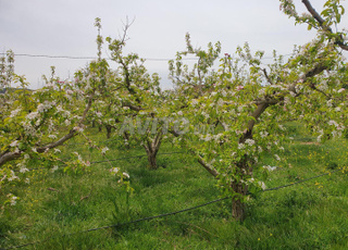 terrains à vendre à Dayet aoua 