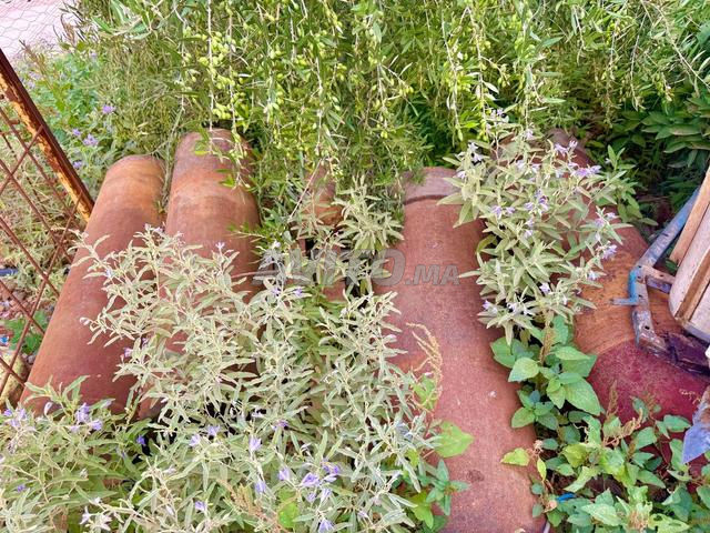 بريصات معصرت الزيتون  - 2