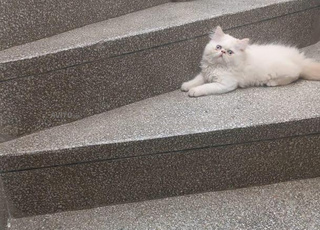 une chatte persan et son petit chaton