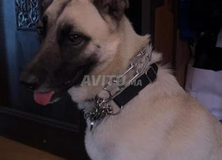 Un beau malinois beige