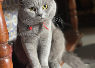 كاينين هاد وليدات سكوتيش تمان مناسب