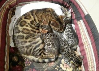 Chaton Bengal Dispo