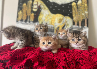 Cats british a vendre