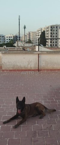 chien malinois