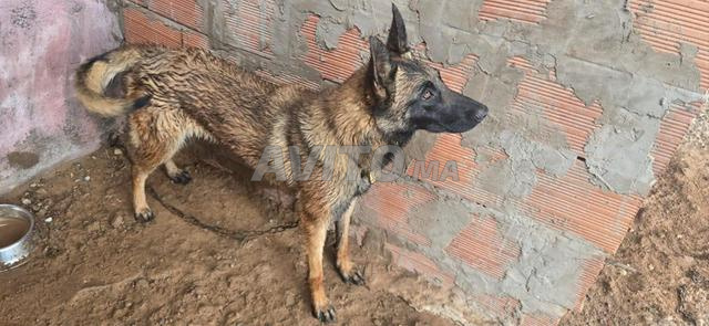 femelle malinois agé de 18 mois - 2