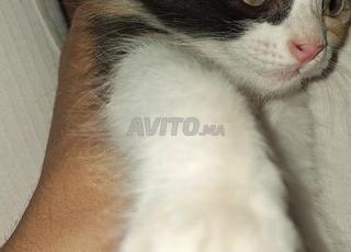 chaton femelle calico