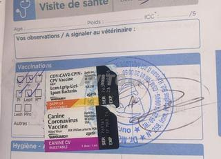  Magnifiques Femelles Cane Corso Avec Pedigree MKC