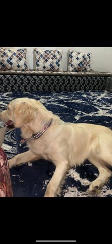 golden retriever female