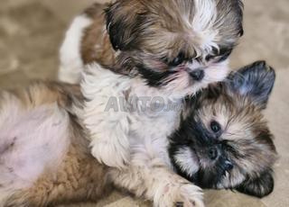  Magnifiques Chiots Shih-Tzu avec MKC Pedigree 