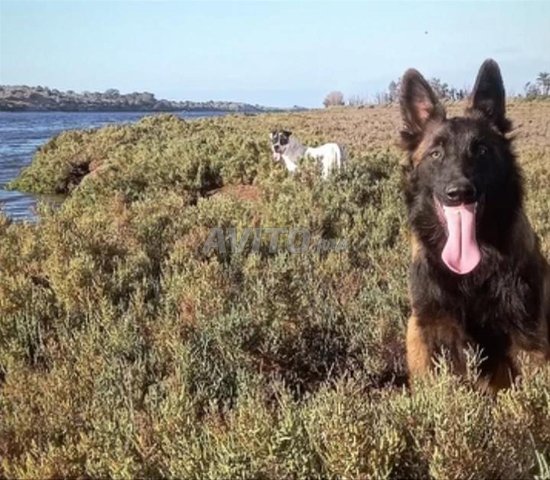 Chien male berger Malinois belge 
