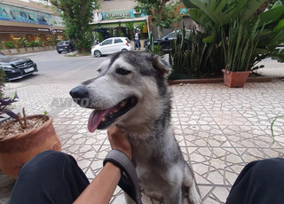 husky à vendre
