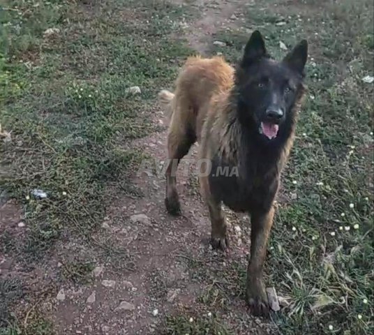 Malinois male belge 