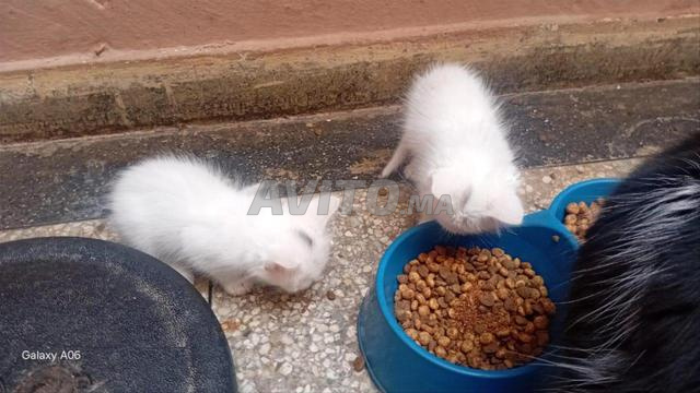 chatte bébé ongora blan âge 45 j - 2