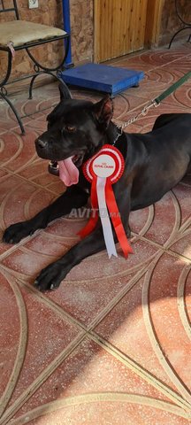 chien cani corso