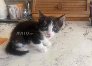 Chaton angora gratuit 