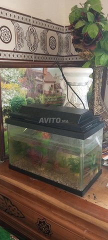 Aquarum Poisson