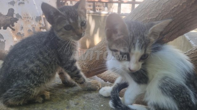 donne chatons 
