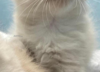 tigree adorable nevamasquerade 