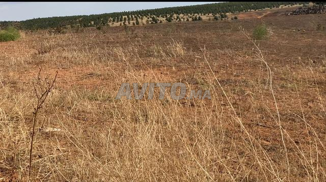 هكتار في عين جوهرة قريب من الطريق 400 متر